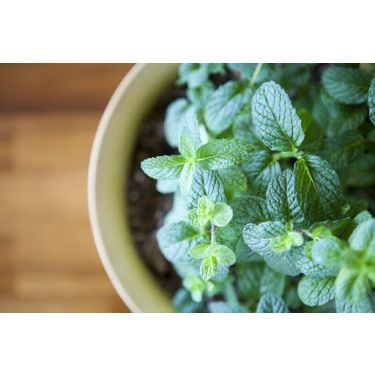 #18 ways to use fresh mint leaves