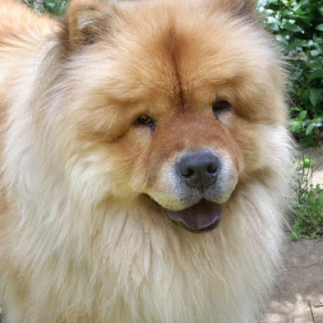 Peanut Butter Delight Dog Birthday Cake